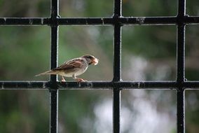 Small bird on a fence