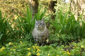 Fat kitten sits in the garden