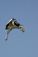 Wood Stork bird in flight