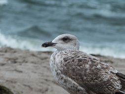 Gull by the seA