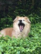 yawning dog in green thickets