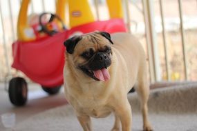 happy brown pug