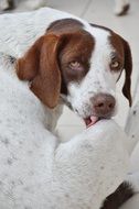 portrait of a lying brown white dog