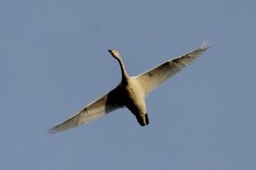 swan in flight