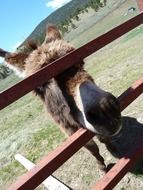 curious farm donkey