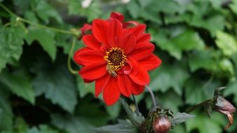 Honey bee on a Red flower in a garden