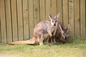 kangaroo in the zoo