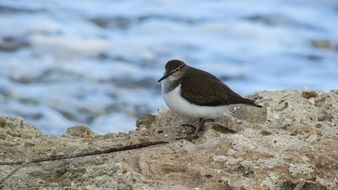 Kulika-Sparrow Of Birds