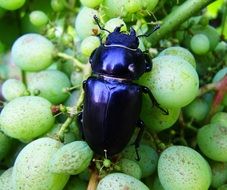 Stag-Beetle