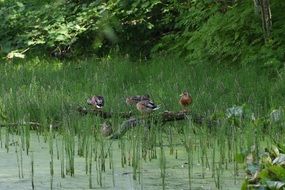 mallards on nature in summer