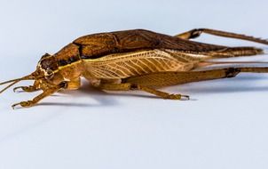 dead grasshopper on a white background