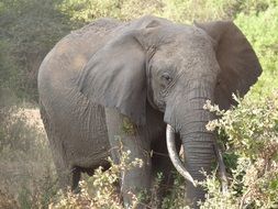 Elephant in the wildlife in Tanzania