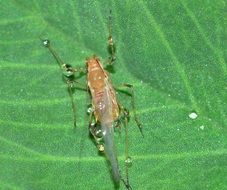 Hemiptera Aphid on a large green leaf close up