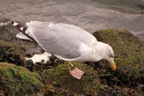 Foraging seagull in nature