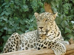 leopard is a noble animal