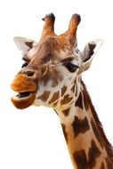 photo of a giraffe's head on a white background