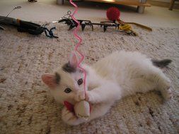 white kitten playing with a ribbon