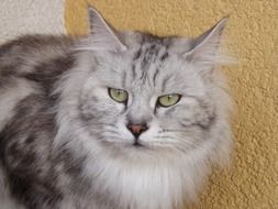 portrait of a kurilian bobtail