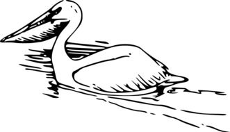 Pelican Bird Swimming drawing