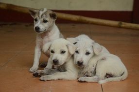 white puppies are lying on the floor