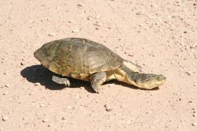 Turtle Namibia