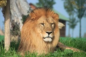 stunningly beautiful lion
