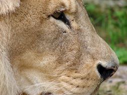 Portrait of wild Lion