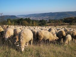 flock of sheep in idyllic landscape