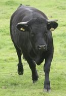 Black bull on farm