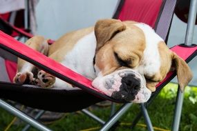Relaxing buldog puppy