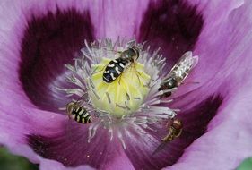 hover flies on the flower