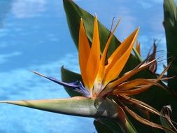 bird of paradise flower in the botanical garden