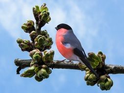 bullfinch on a tree branch