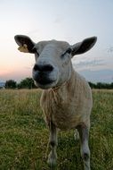 beige sheep on a green meadow