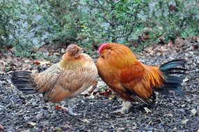 charming two Chickens