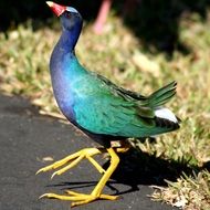 purple gallinule on the trail