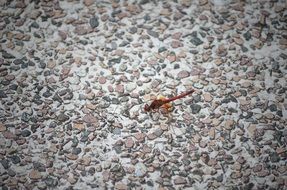 red Dragonfly sitting on Pebbles