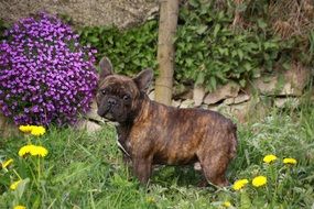 bulldog in the garden