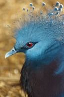 profile portrait of a blue exotic bird