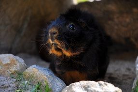 cute dark brown guinea pig