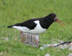 Oystercatcher, running Bird with open beak