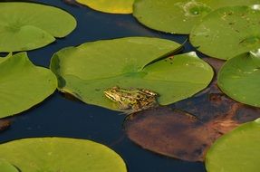 Nature Water frog