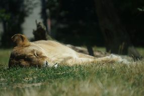 sleeping lion on the grass on a sunny day