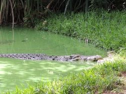 Crocodile in Pond