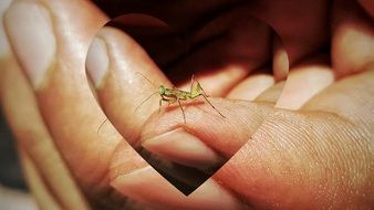 small insect on hands