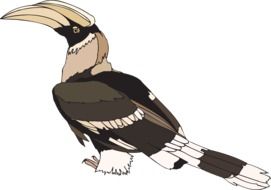 Indian hornbill bird