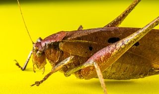 Grasshopper on a yellow surface