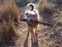 the dog carries a stick in the mouth
