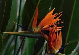 flower species of birds of paradise in the Royal Botanical Garden