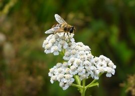 Bee Pollen white flower